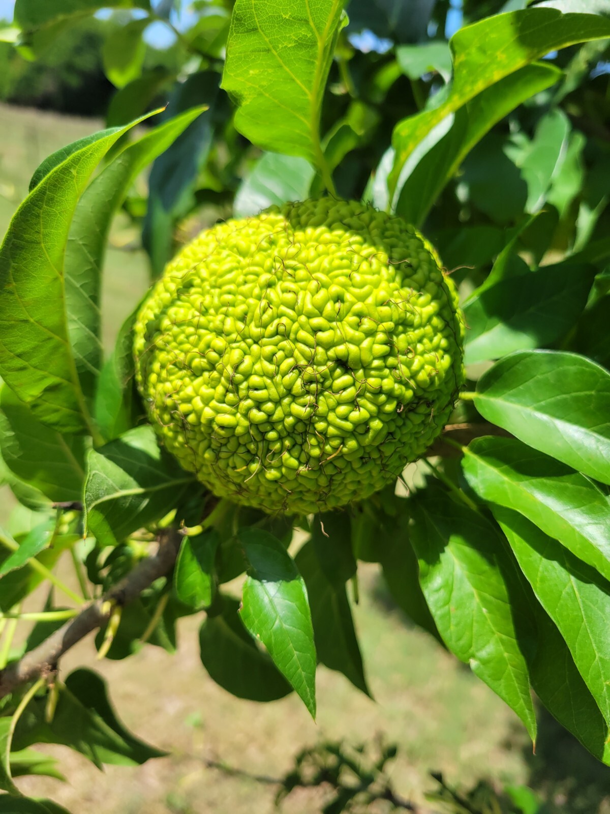24 Farm Fresh Hedge Apple Osage Orange Horse Monkey Ball Maclura Pomifera Bois