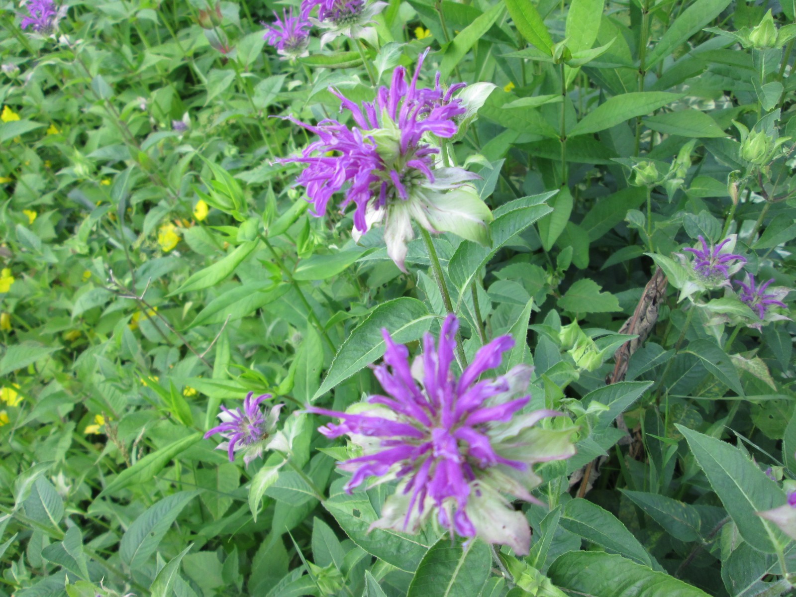 8 Live mixed color monarda bee balm PLANT Bergamot Perennial Butterfly 3-9
