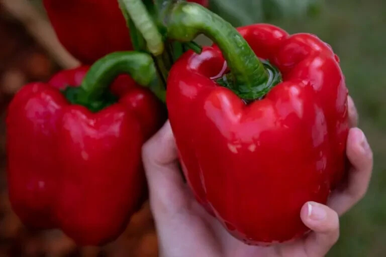 75ct California Wonder Bell Pepper Seeds – Organic NonGMO –