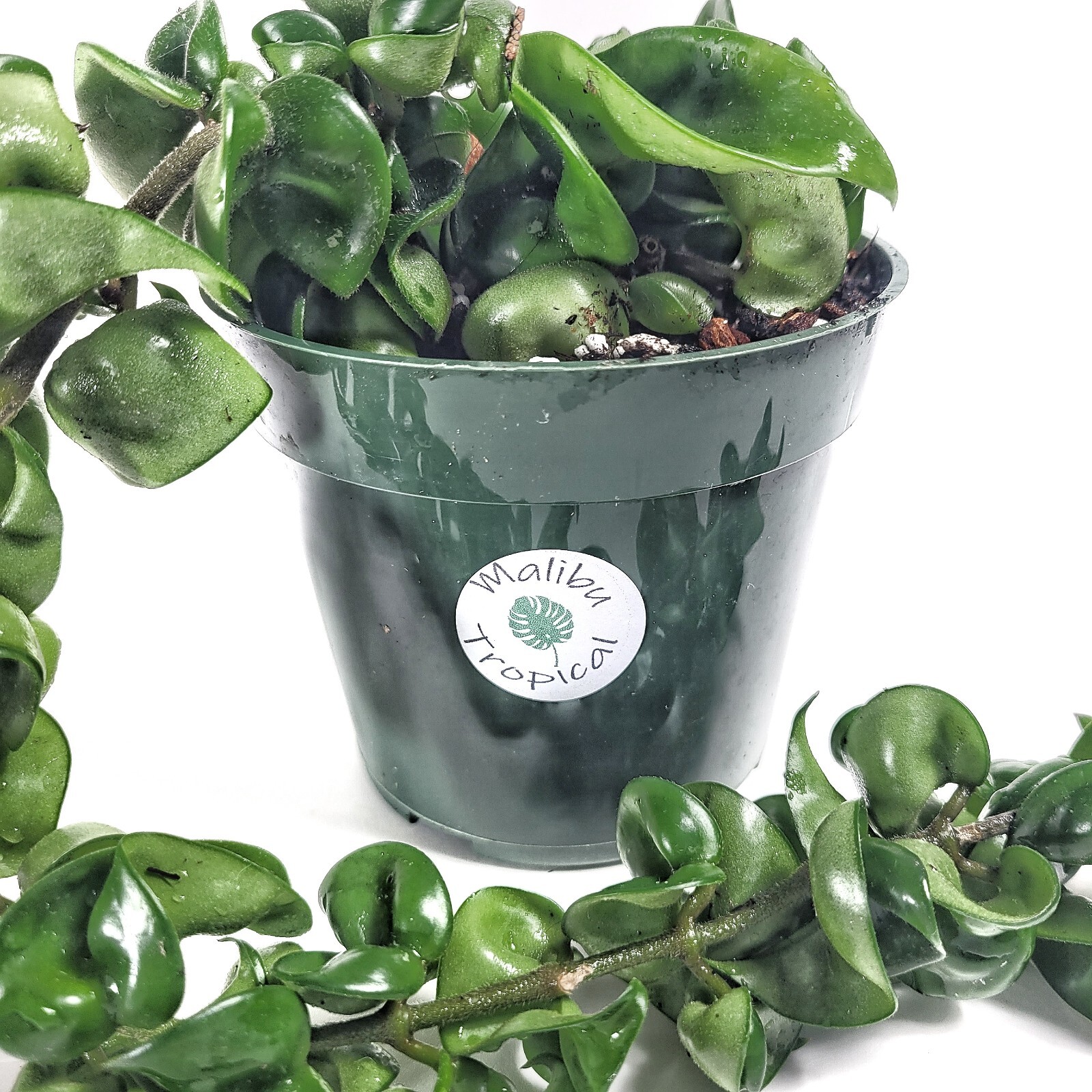 Hoya Hoya Hindu Rope Live Plant Available in 4″ Pot and 6″ Pot indoor Houseplant