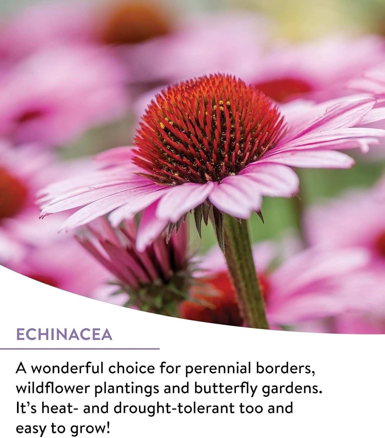 Heirloom Wildflowers Mix – 25,000 Non-GMO Seeds for Pollinators | Spring to Fall