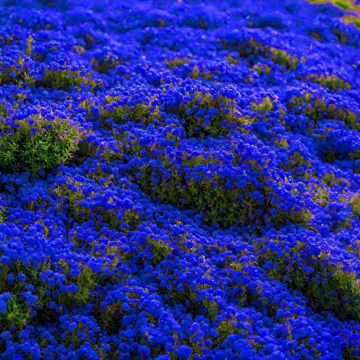 30000+ Creeping Thyme Seeds for Planting Perennial Seed