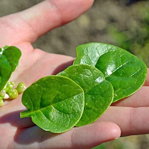 Seeds – Malabar Spinach Seeds – Non-GMO Seeds with Easy to Big Round Leaf