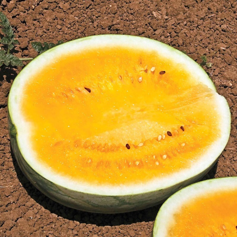 25 Orange Krush Watermelon Seeds — Heirloom — NON GMO— FRESH ———- RARE