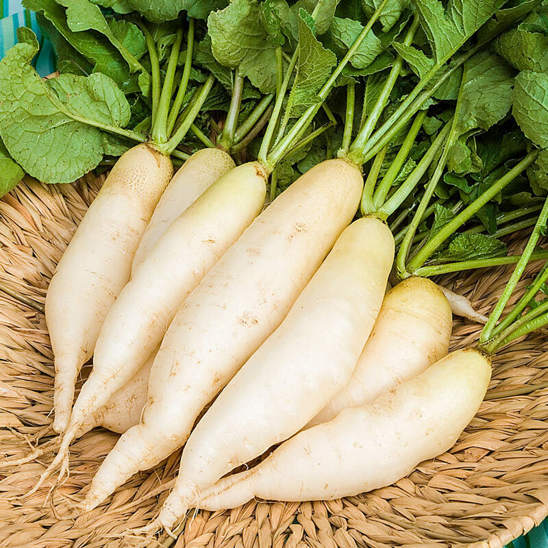 100 WHITE ICICLE RADSIH SEEDS FRESH HARVEST FOR GARDENS