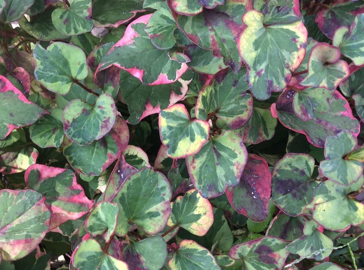 Houttuynia Cordata Fish Mint Charmeleon 10 Plants Great For Ponds (Bare Root)