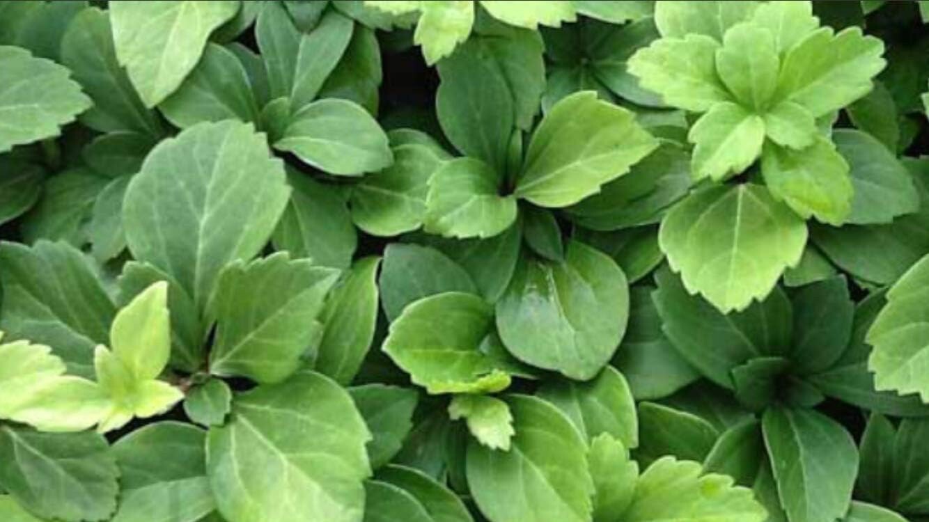 pachysandra terminalis 50 bare root plants