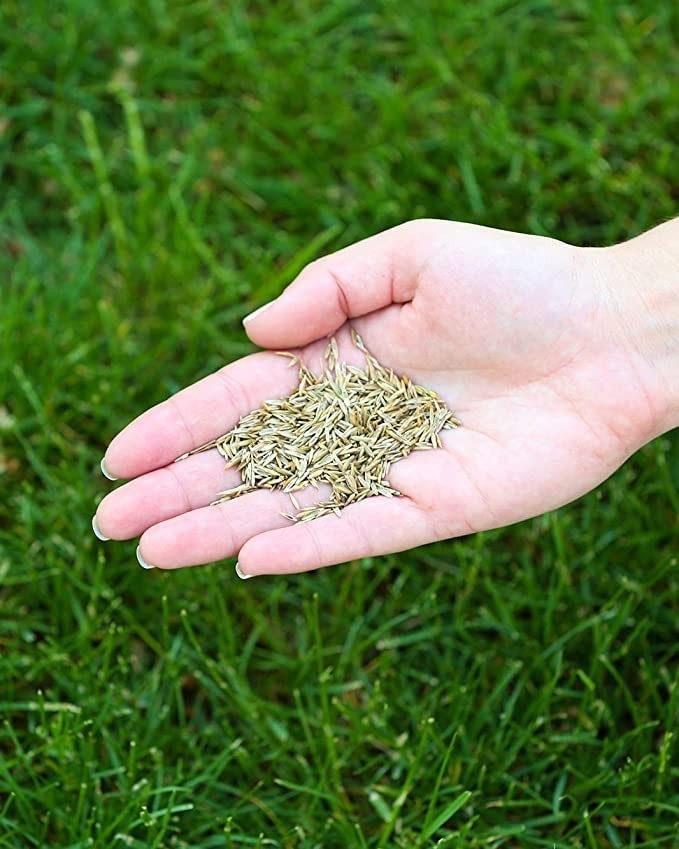 Kentucky Bluegrass Seed Blend, 3 lb Bag – Lush Lawn, Fast Germination, Drought-R