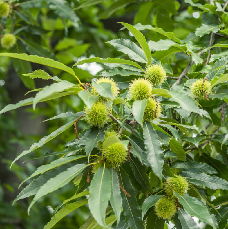 Live Chinese Chestnut Plant – Quart Pot – Edible Landscape Tree