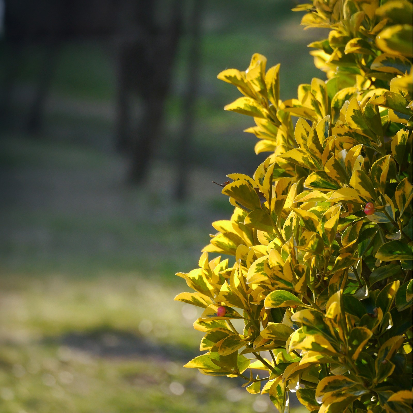 Golden Euonymus, Live Plants in 2.5″ Nursery Cubes, Japonica ‘Aureo-Marginatus’