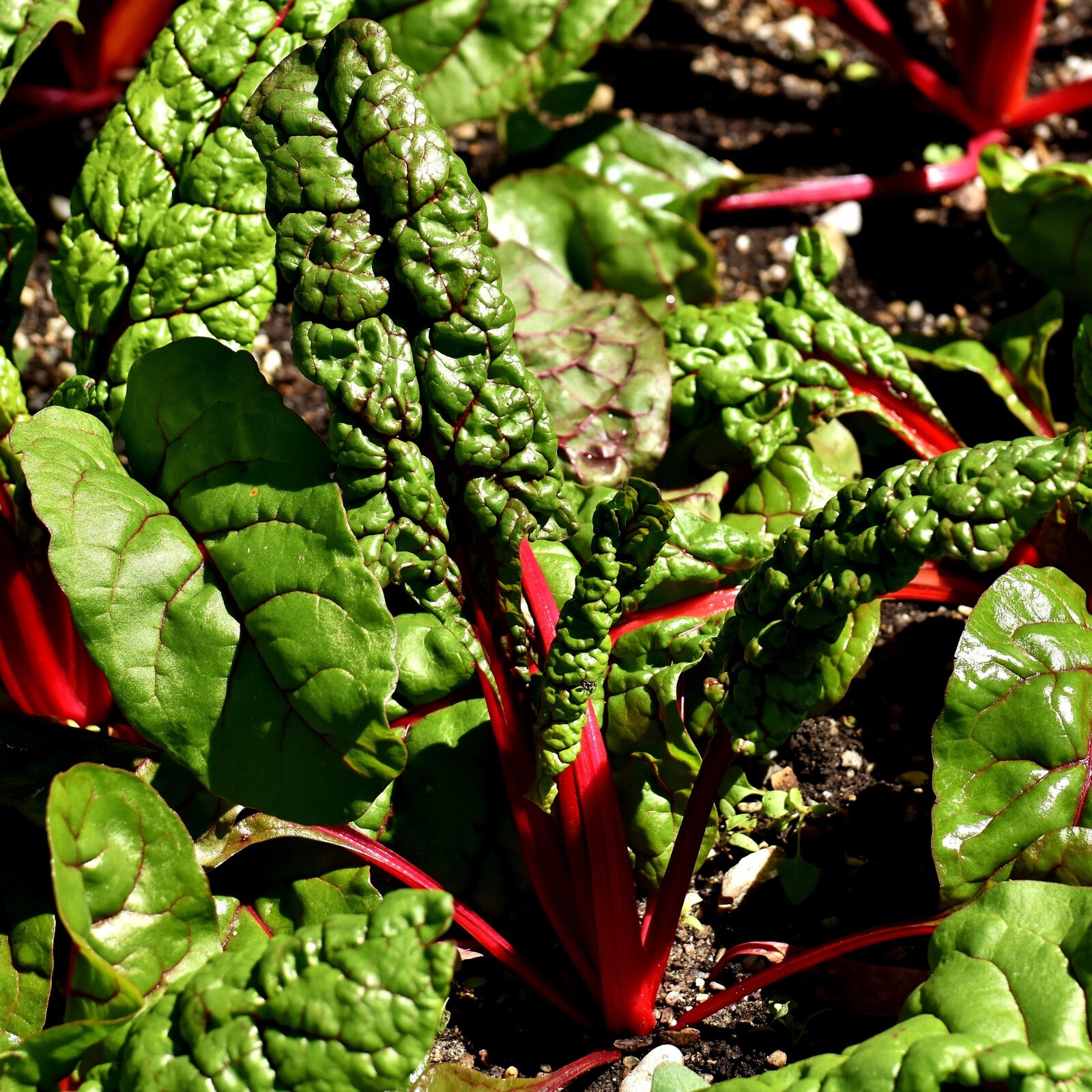 Swiss Chard Seeds, Ruby Red Heirloom, Non-GMO, Fast Growing, Free Shipping