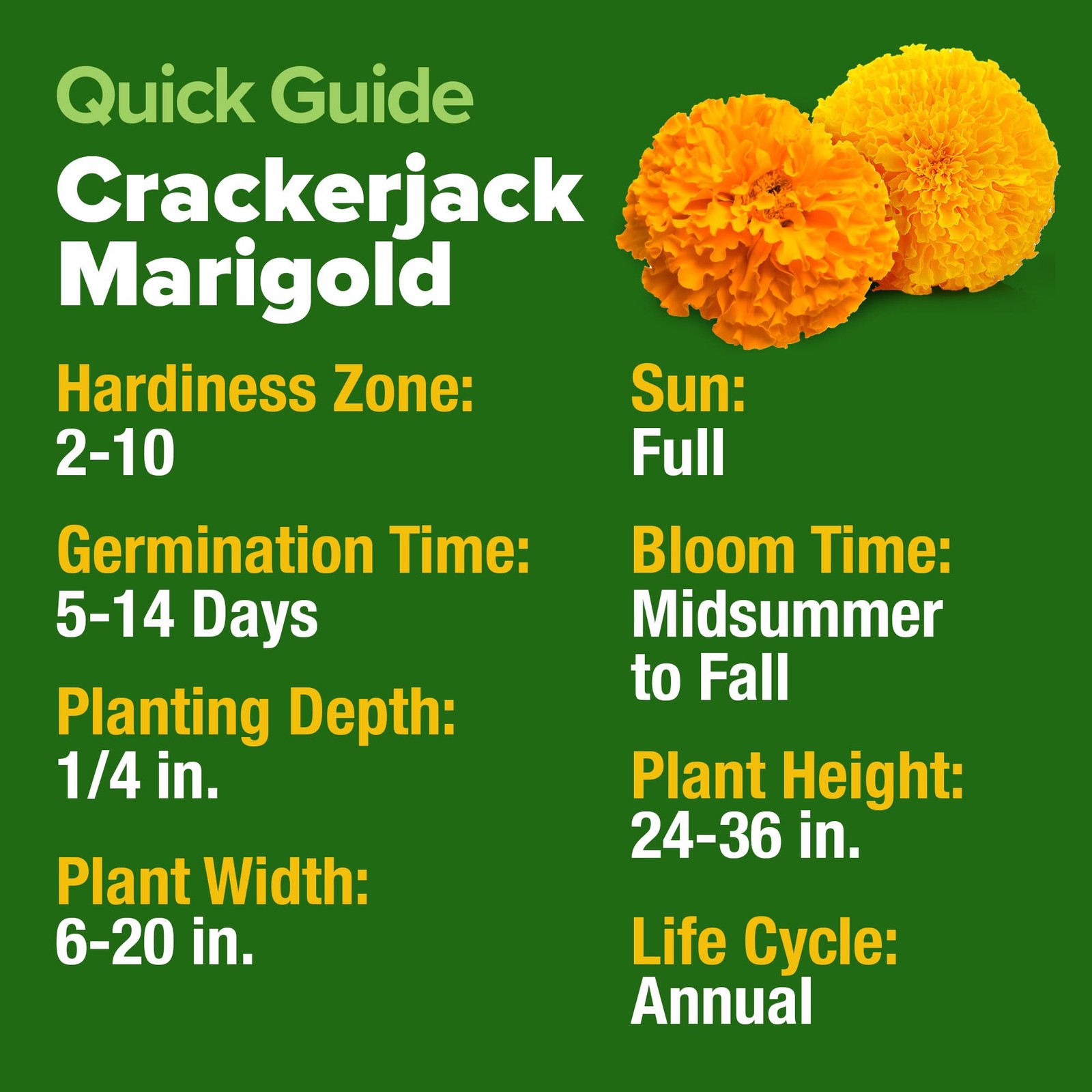 HOME GROWN Marigold Seeds Bulk Mix – 5600+ Crackerjack 1-Pack, Green