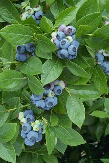 Highbush Blueberry, Vaccinium corymbosum, Seeds (Edible, Hardy, Fall Color)