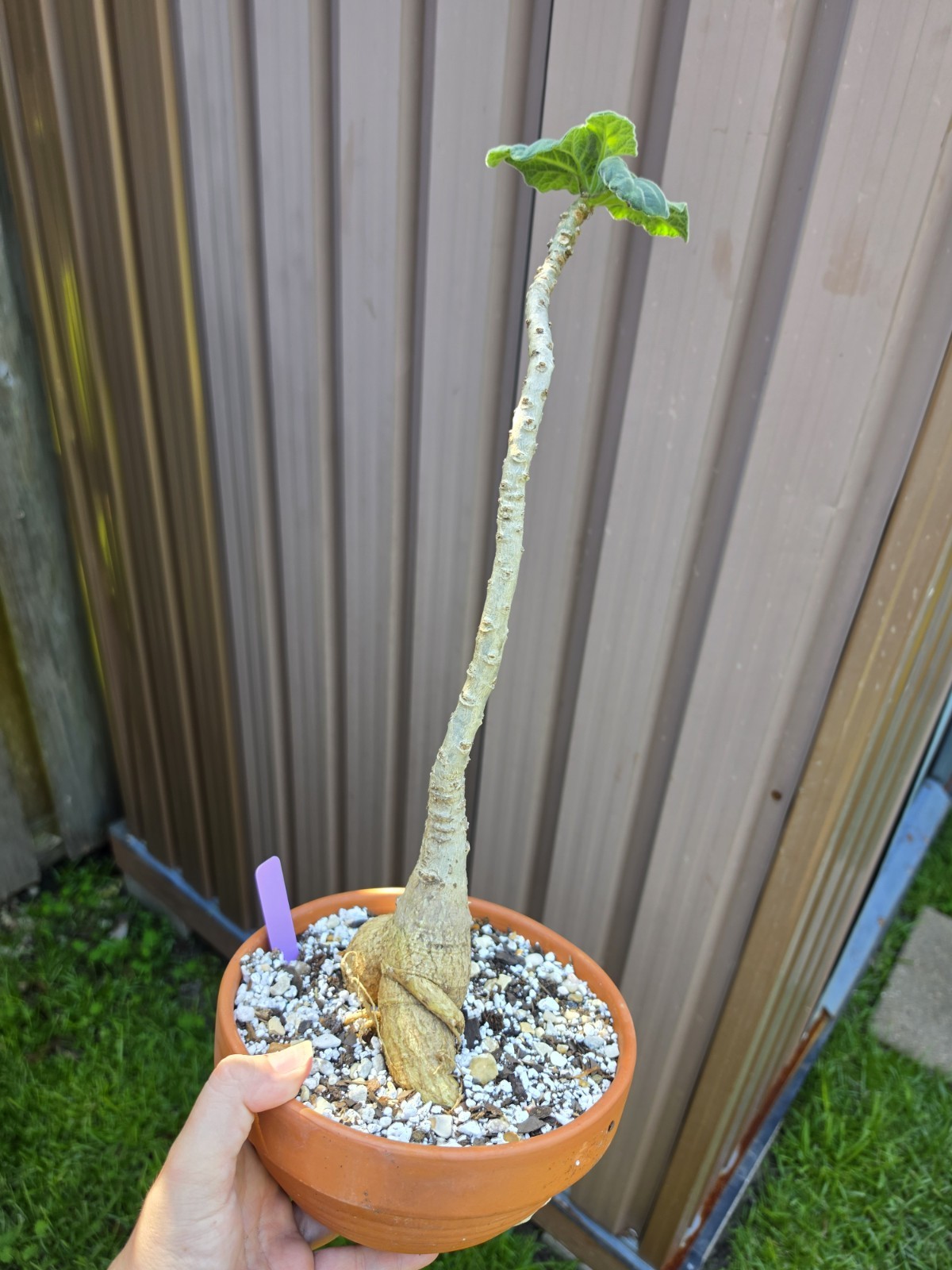 Uncarina Grandidieri Caudex Live Plant