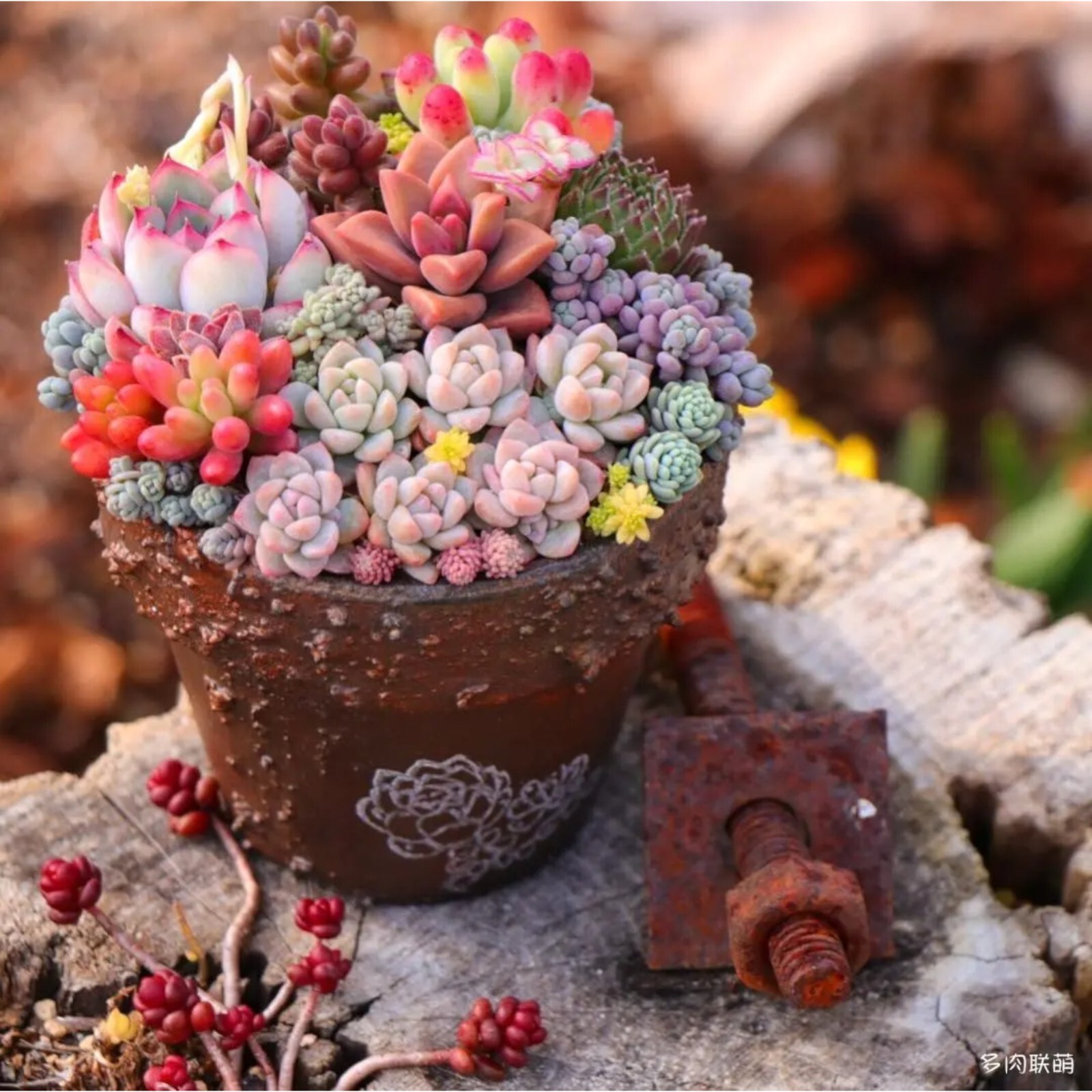 200pcs Rare Mixed Succulent Seeds – Stunning Variety for Indoor and Outdoor