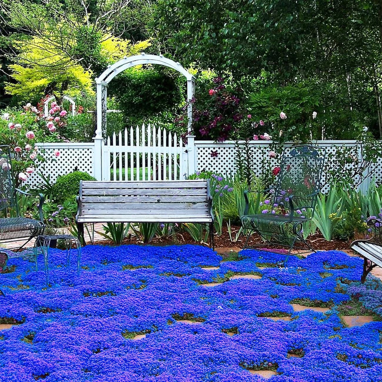 20000+ Magic Blue Creeping Thyme Seeds for Planting Ground Cover Plants Heirloo