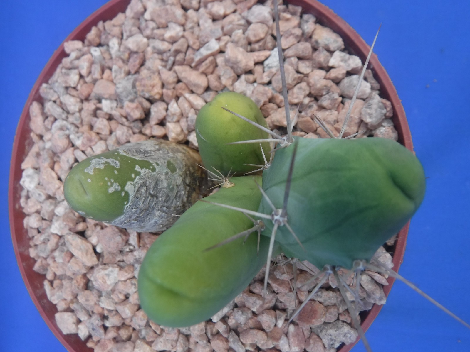 Rare Monstrose Cactus TBM 3″ Tall 3″ wide CLUMP Short Form 4 Segments! L6