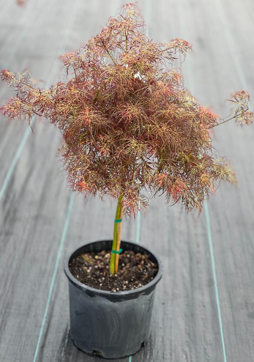 Acer palmatum ‘Baby Lace’ (Baby Lace Japanese Maple) 2 feet standard, medium siz