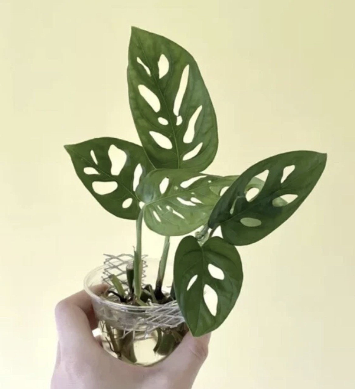 Signature house plants cuttings – big combo (see details in the description)