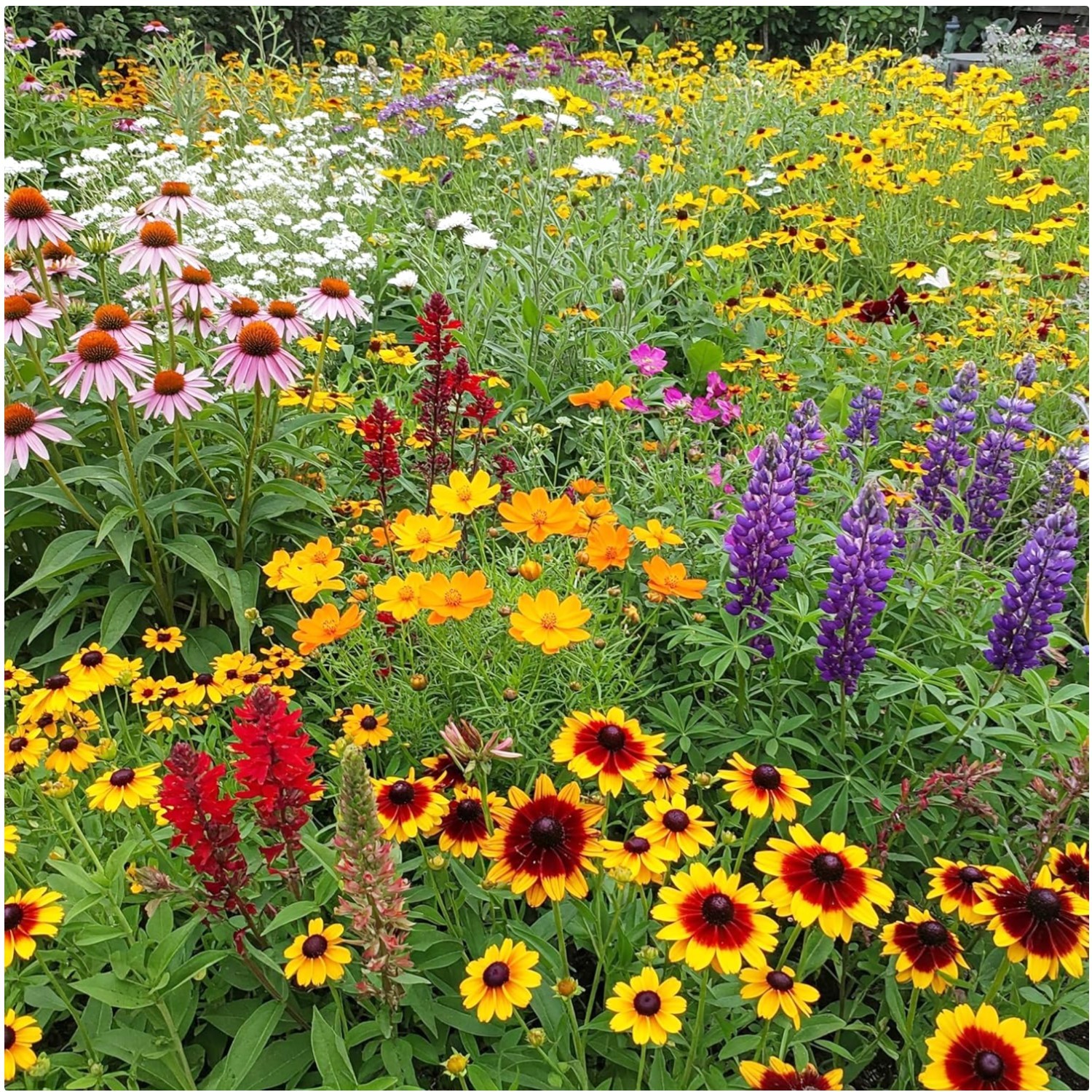 Pollinator-Friendly Wildflower Seeds – Southeast – 1 lb