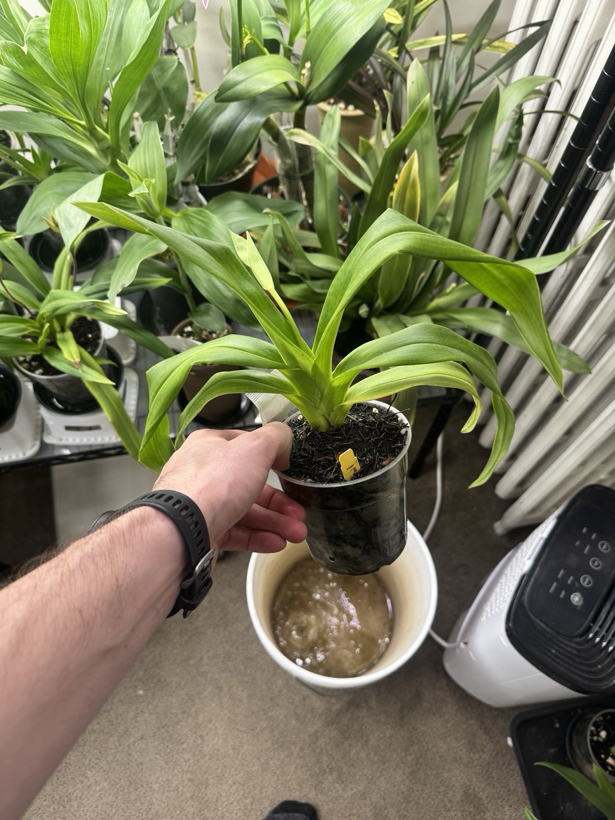Phragmipedium Kelly Nash In Spike Slipper Orchid