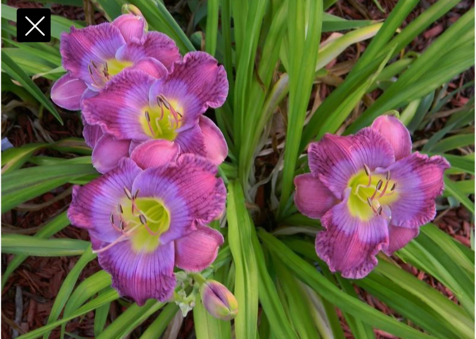 Daylily BABY BLUE EYES Reblooming perennial ~ DF or 2 Plants