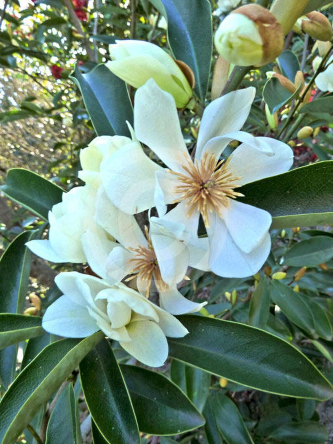 Live Evergreen Sweetbay Magnolia Tree Well Rooted 1-3yo 10-30″+tall Plant