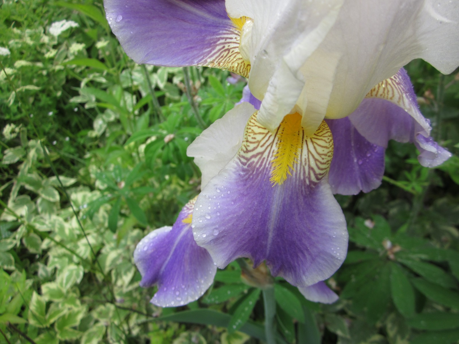 10 Iris Fresh Bearded Iris Rhizomes Mixed Varieties