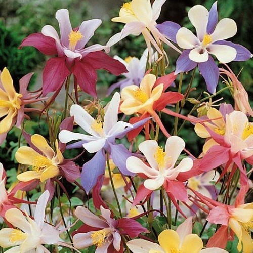 1,000+ McKana Giants Columbine Perennial Seeds Mixed Multiple Colors Aquilegia