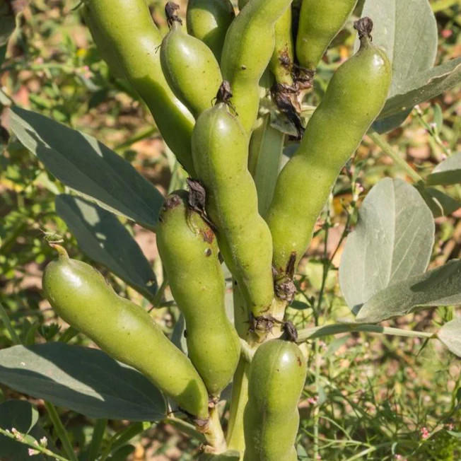 Aquadulce Fava Bean Seeds | Broad Windsor Faba Beans Lima Vegetable Seed 2024