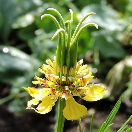 Love in a Mist – ‘Transformer’ Seeds (Nigella orientalis)