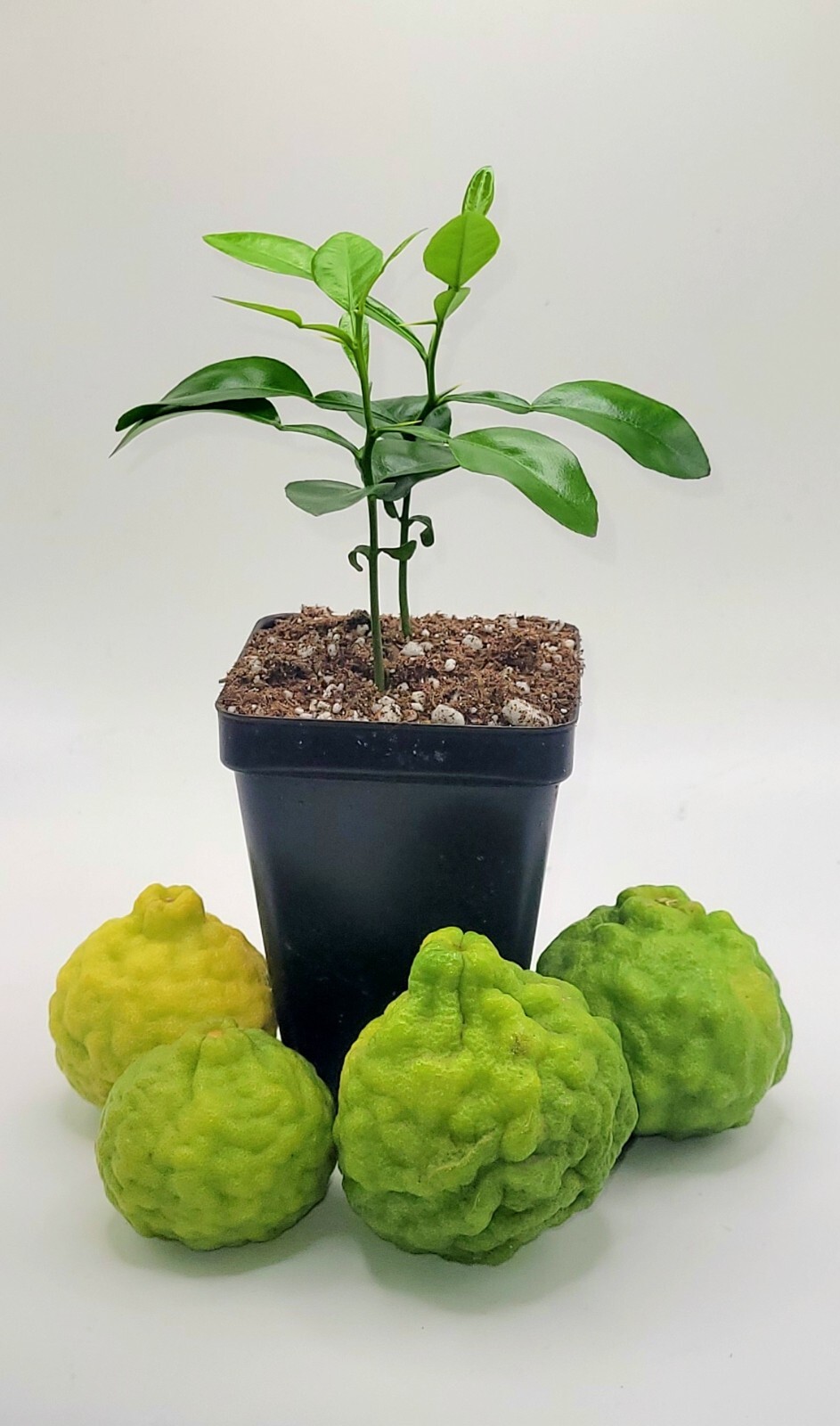 Pot of 2 healthy kaffir lime plants, 2-4 inches tall.