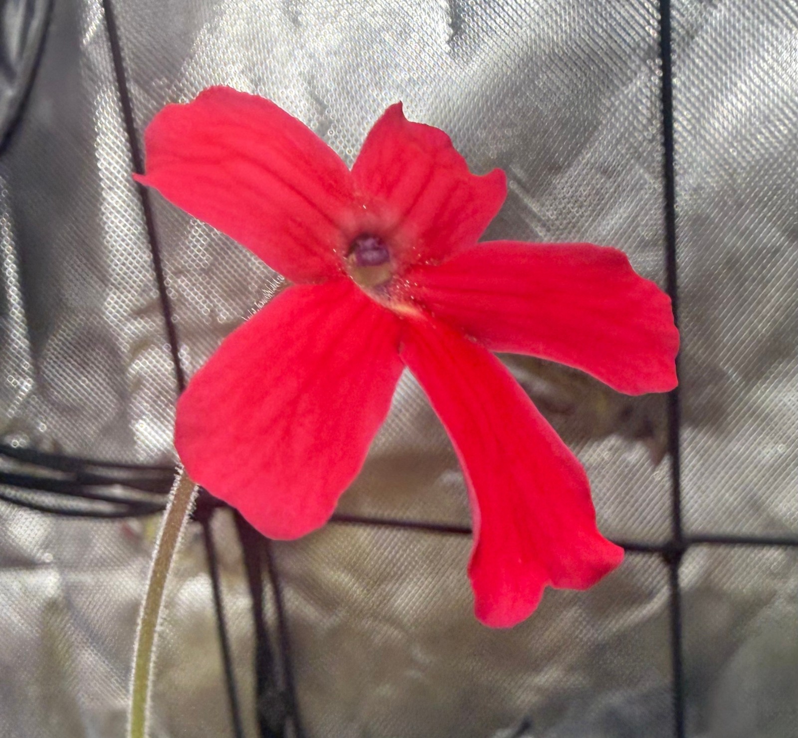 Pinguicula laueana – Mexican Butterwort