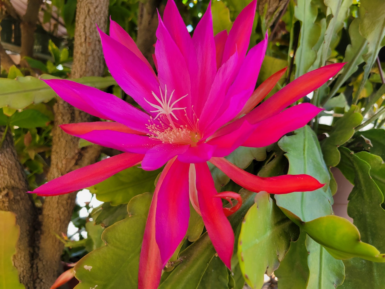 Epiphyllum Oriental Dancer Unrooted Cuttings / 8 to 10 inches long / Epicactus