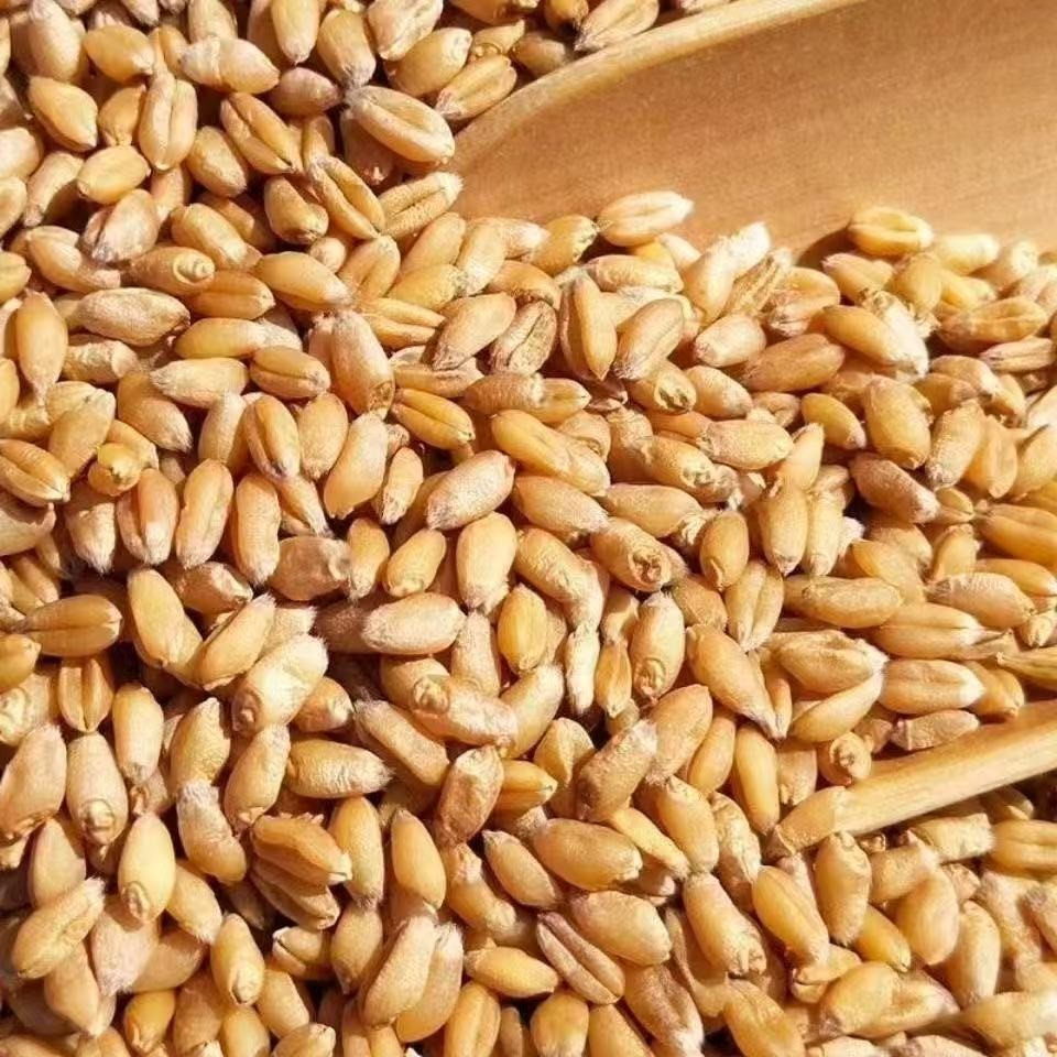 Barley Seeds – High Germination Rate, Grow Barley Grass for Juicing & Cooking