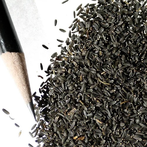 Plains Coreopsis Seeds Organic At Unique Creek Homestead Certified