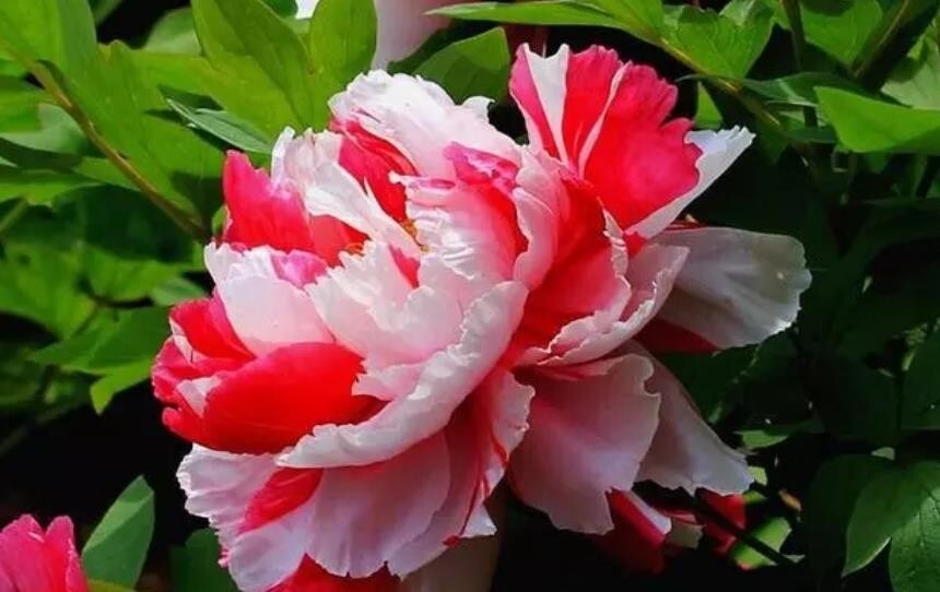 10pc PEONY SEEDS Garden Plant Flower blossom exotic USA seller FREE shipping