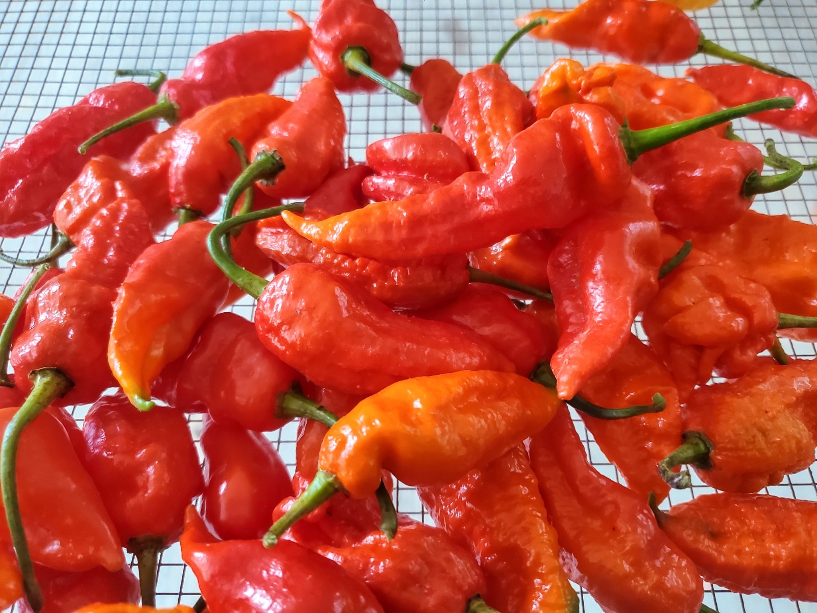WHITE GHOST Pepper Seeds Super Hot – 25+ seeds Organically Grown in TN