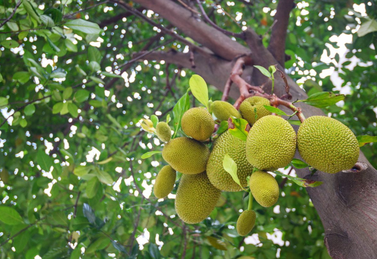 Live Jackfruit Tree – 4″ Pot – Edible Tropical Fruit Tree – Outdoor Garden