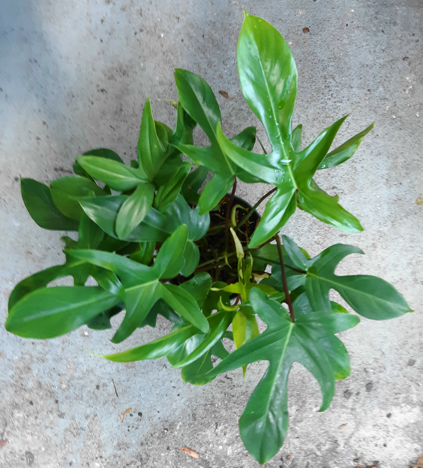 FLORIDA GREEN Philodendron – Red Stem – 6″- 8″ Fully Rooted – Free Shipping!!