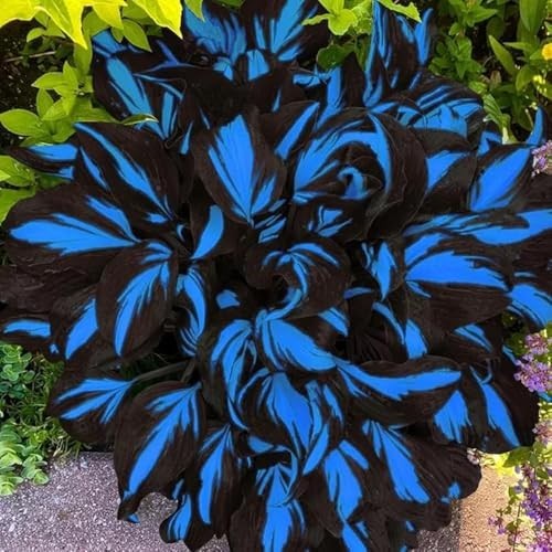 220+ Hosta Seeds Blue Perennial for Planting,Hosta Seeds Blue and Black….