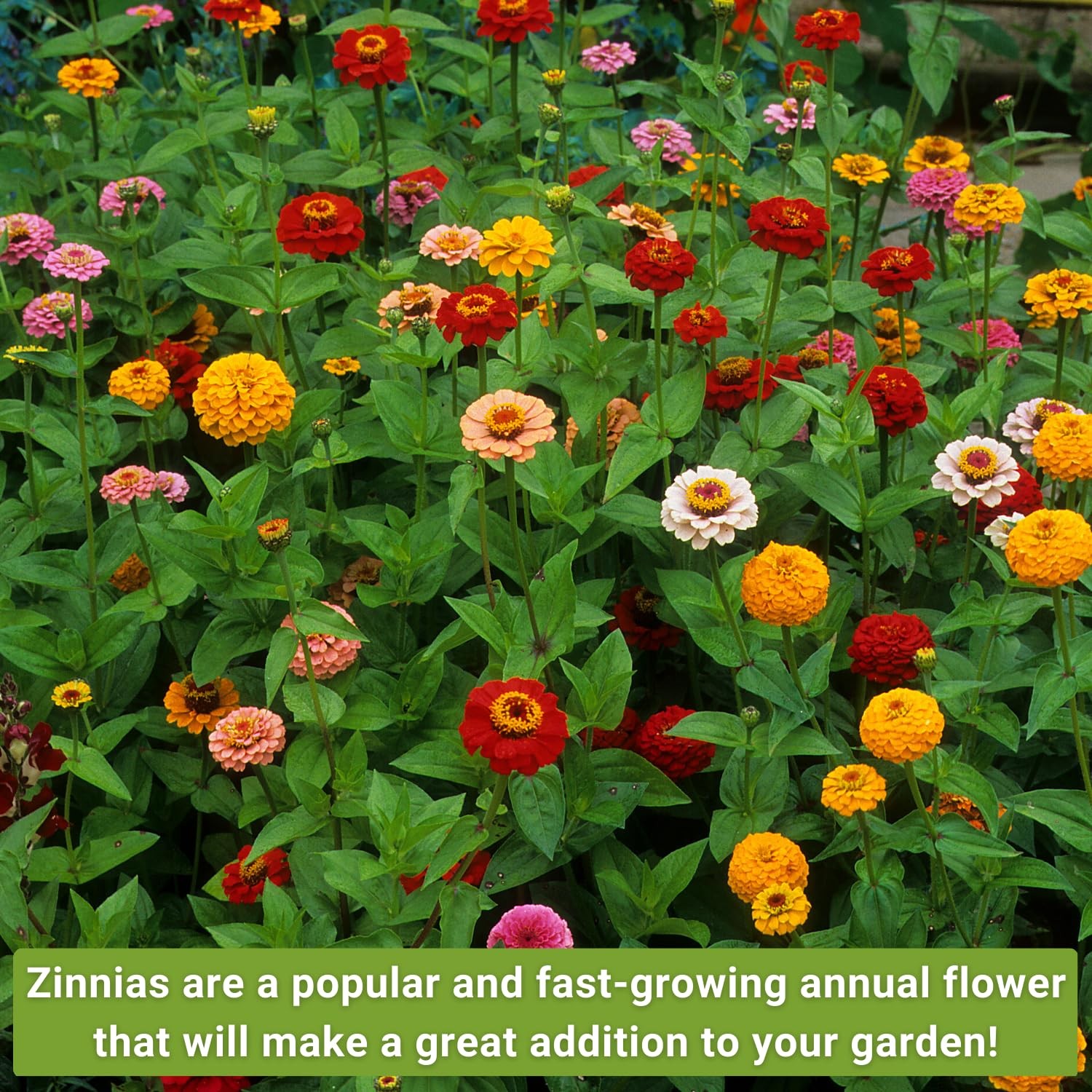 Sow Right Seeds – Classic Zinnia Flower Collection – Five Packets Mix