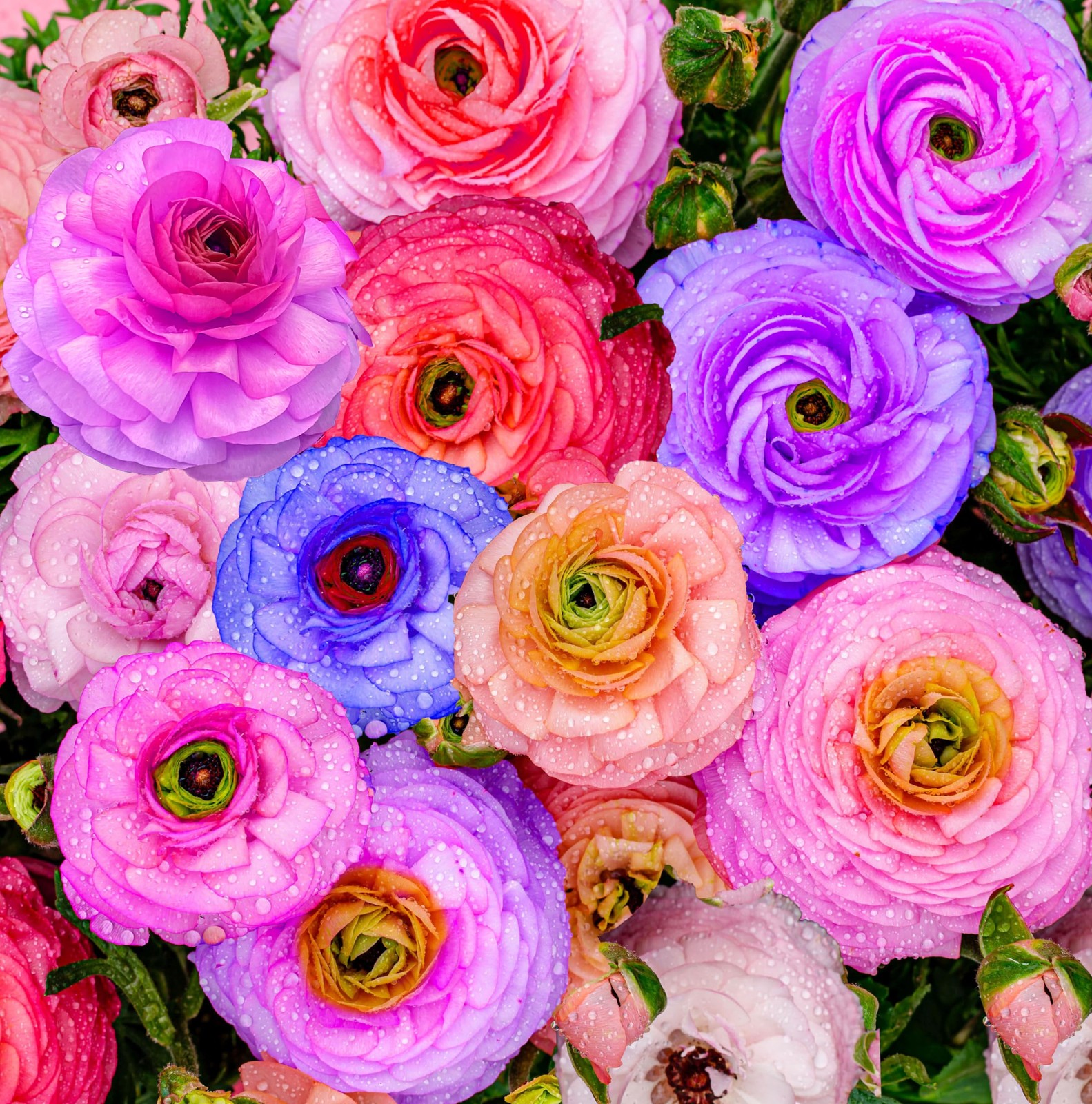 Mixed Peony Ranunculus Bulbs- Persian Buttercup -10 Corms Bulbs Flowering Blo…