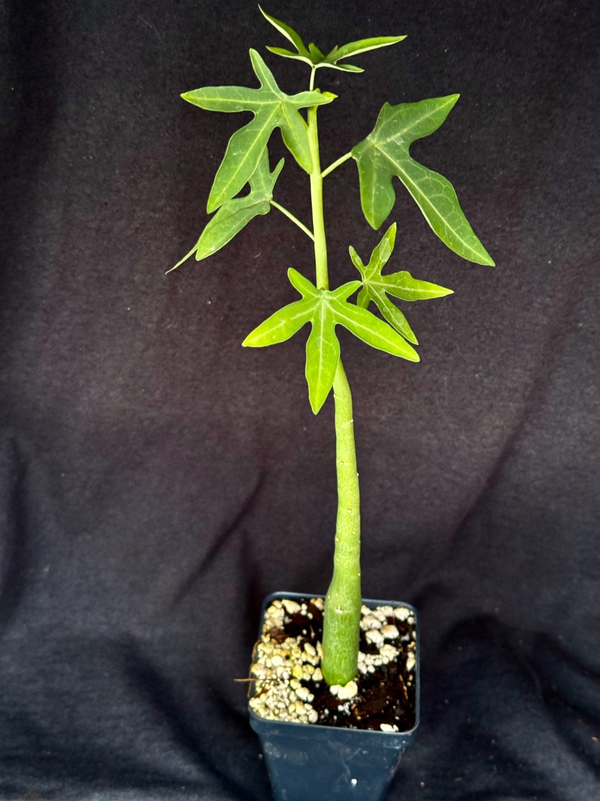 Adenia venenata, caudiciform