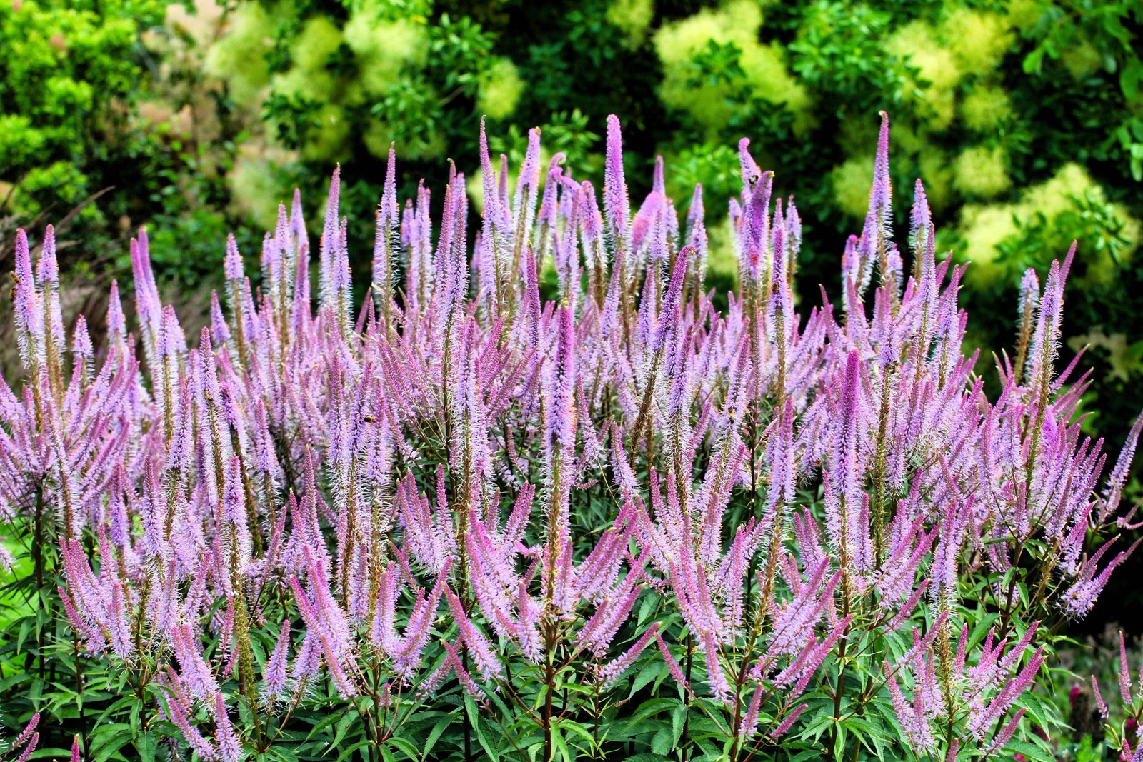 50 Mixed Colors VERONICA Spicata SIGHTSEEING MIX Spike Speedwell Flower Seeds