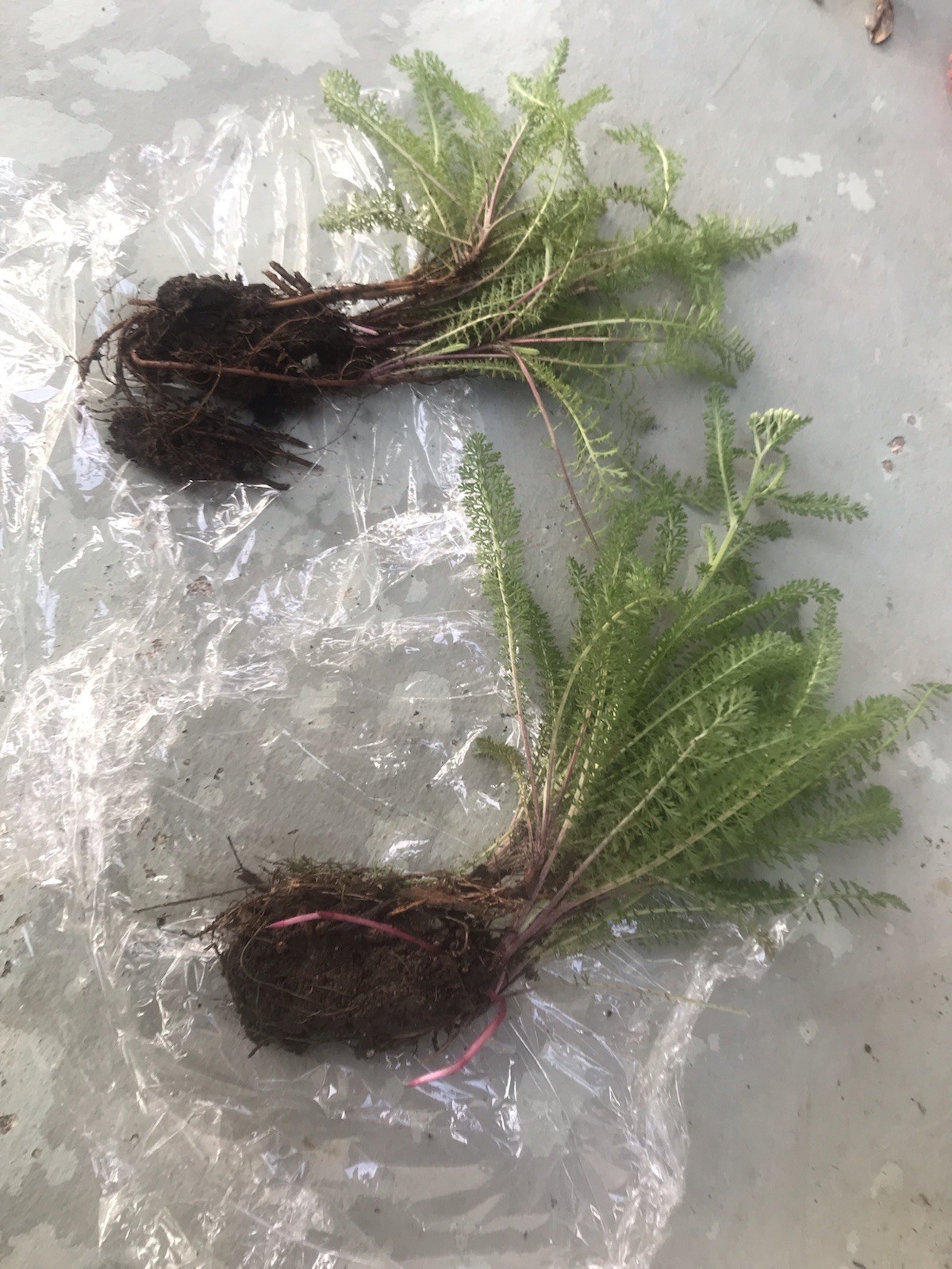 4 yarrow plants （two different colors）
