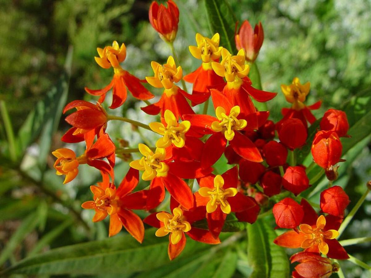 75+ BLOOD FLOWER MILKWEED BUTTERFLY WEED SEEDS FRESH FOR YOUR FLOWER GARDENS