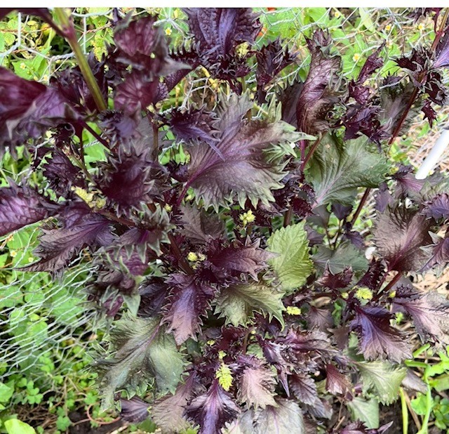 Purple Perilla(300 seeds), Chinese Basil, ZiSu, Shiso