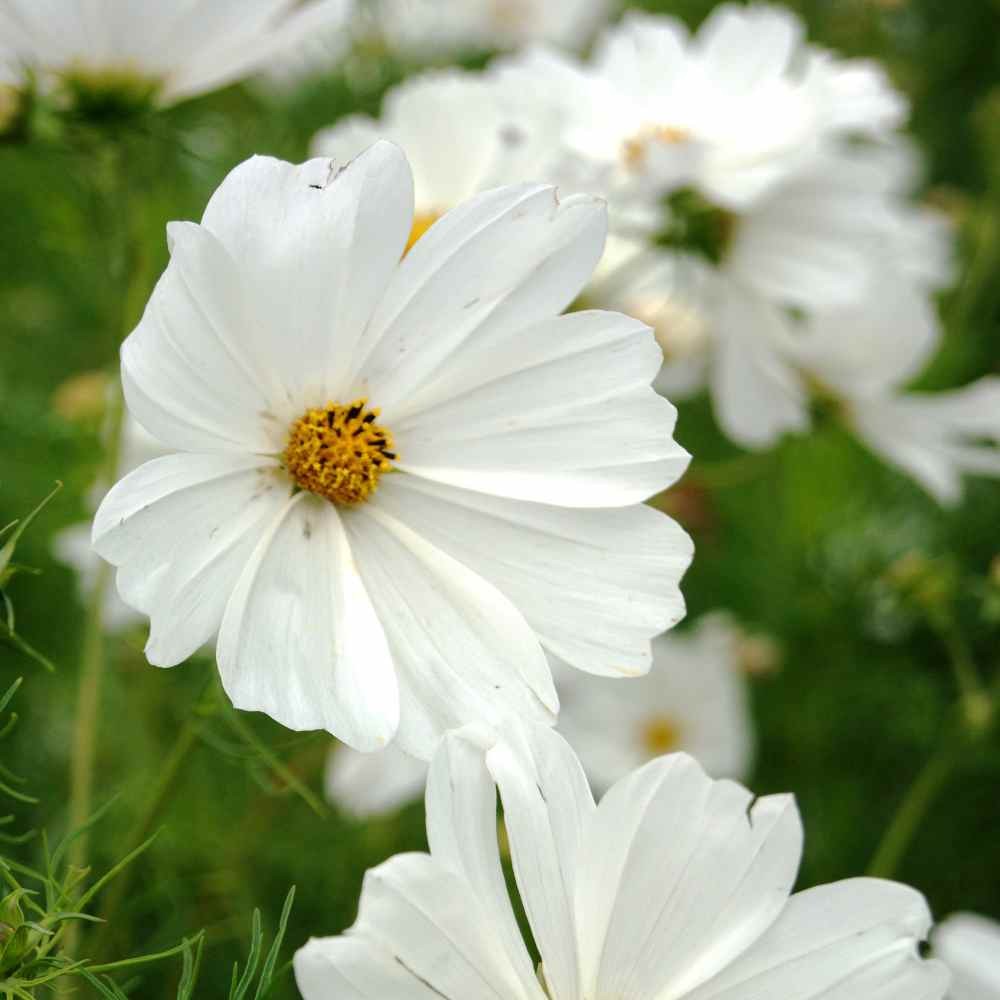 2000 Seeds Drought Tolerant Cosmos Bipinnatus Sensation Purity Garden Flower
