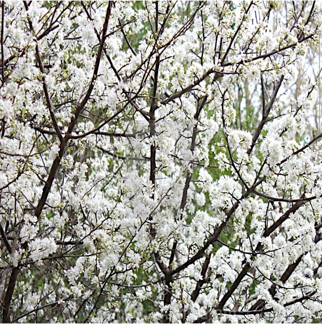 10 AMERICAN PLUM TREE SEEDS (Prunus americana) Fast Flower Plant Hardy-Zone 3